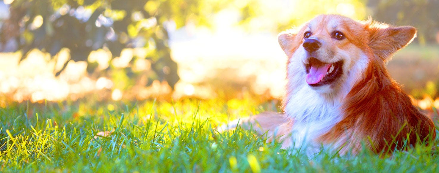 Welsh Dog Names Popular Male and Female Names Wag!